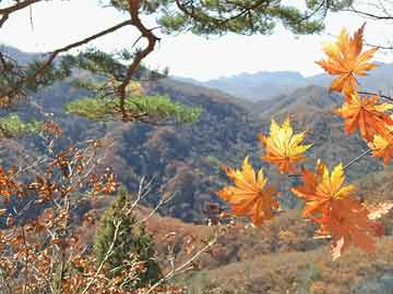 豪门最甜夫妻免费全文阅读,豪门最甜夫妻：免费全文阅读，尽赏甜蜜风华